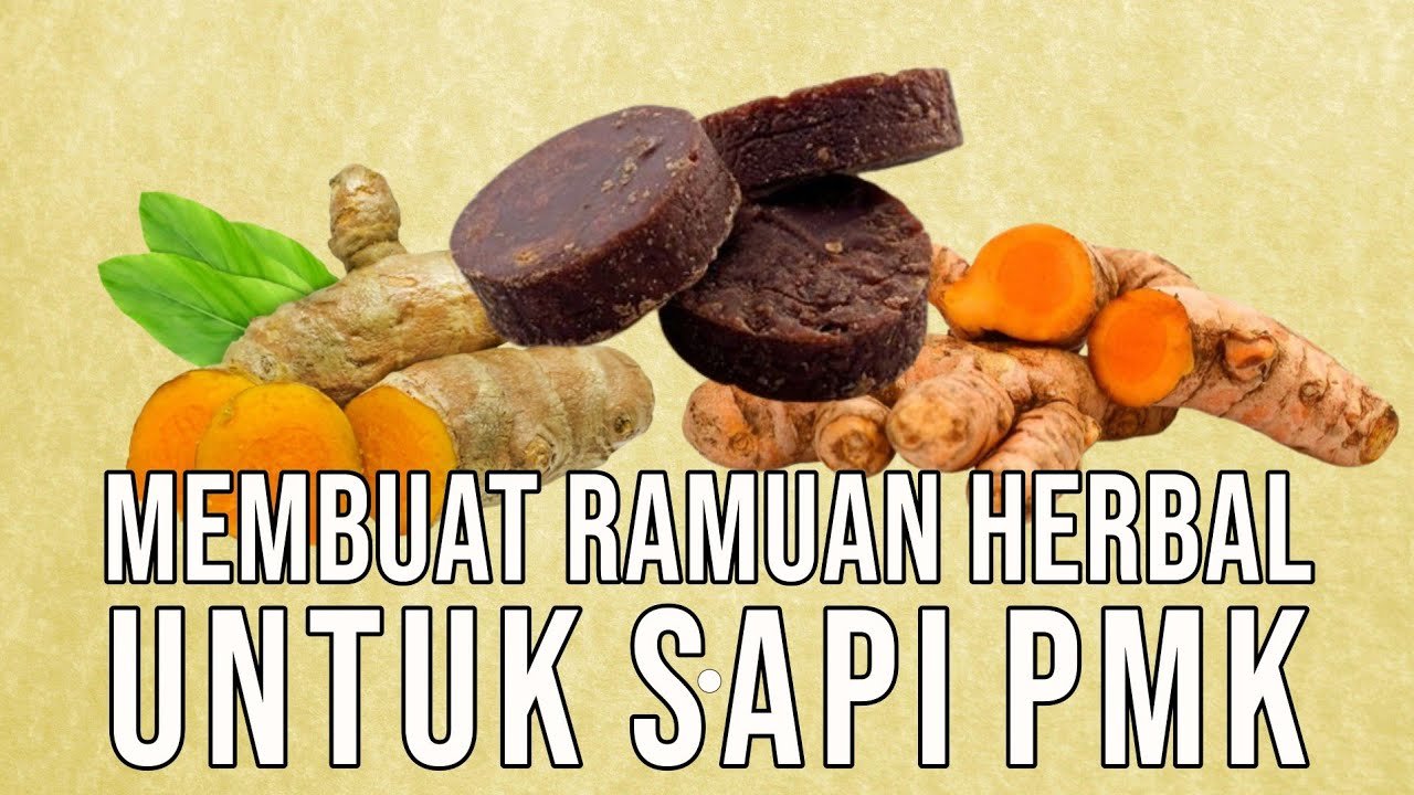 
                                 Cara-Racik-Jamu-Sapi-Ramuan-Pencegah-PMK